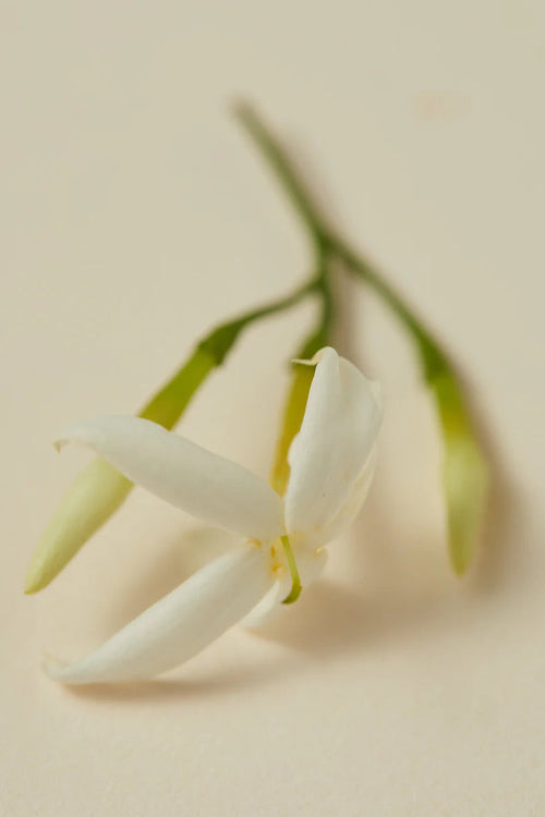 Ayu Rumi Scented Oil