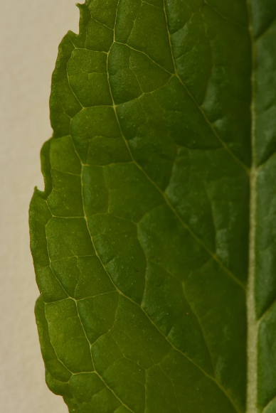 Ayu Sage Scented Oil